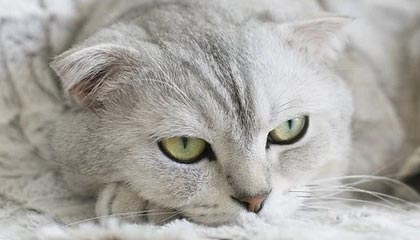 【直播】北京WB五排撞车重庆狼队：11分钟平推对面，暖阳抢龙成功